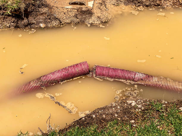 Best Flood restoration services  in Largo, MD